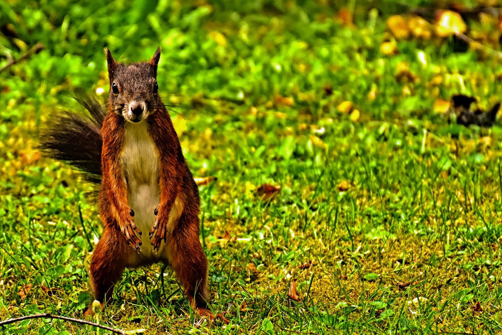 Nikon D7200 sample photo. Squirrel, cute, animal photography