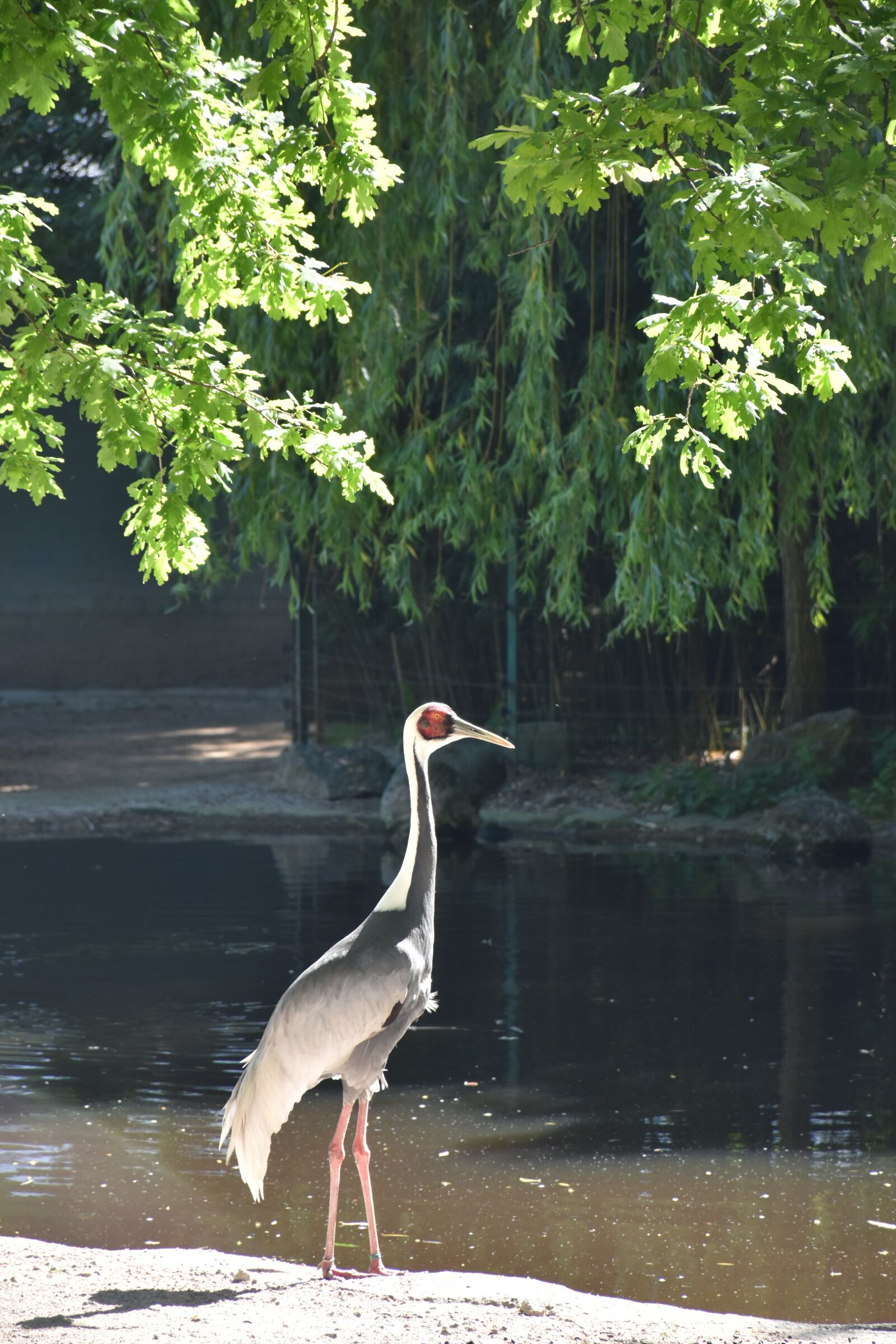 Nikon D5500 sample photo. Hagenbeck, hamburg, zoo photography