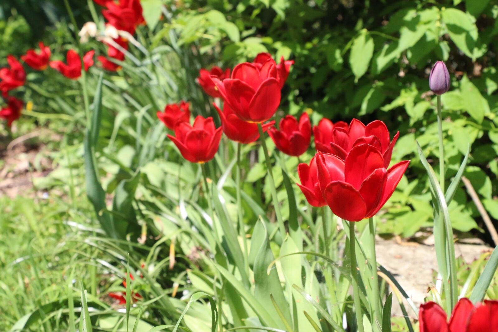 Canon EOS 70D sample photo. Nature, spring, bloom photography