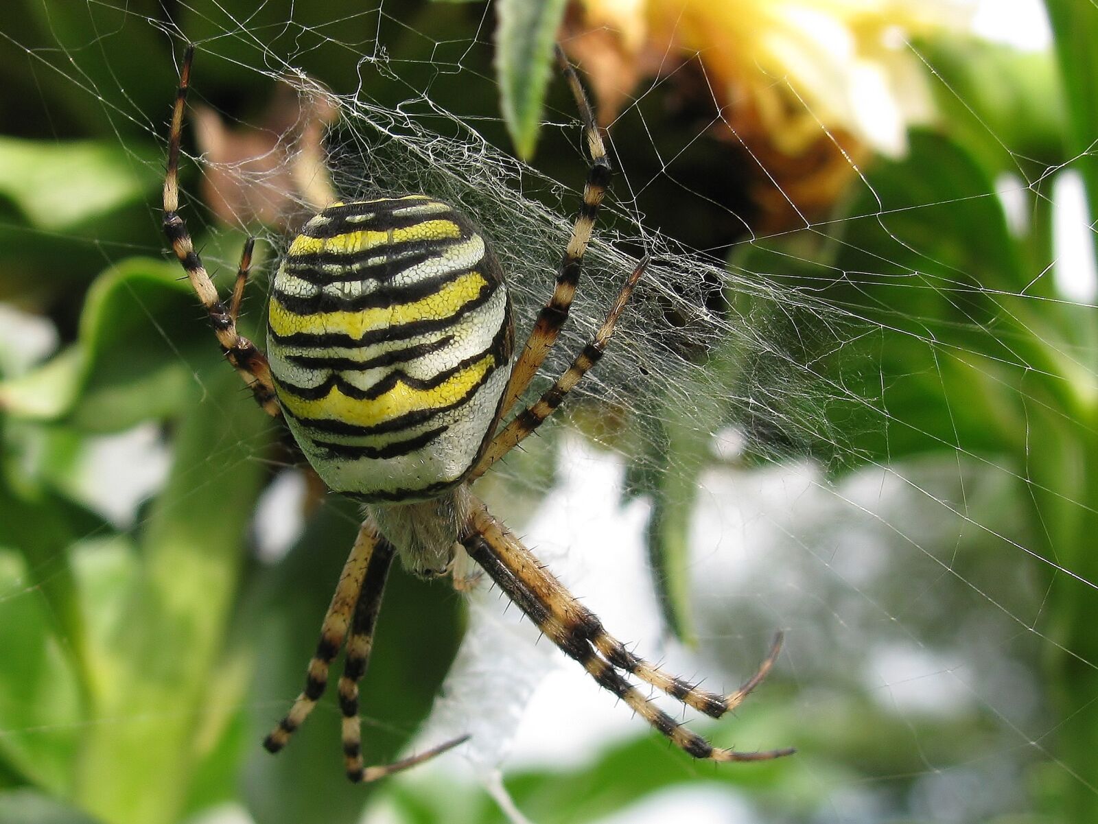 Canon PowerShot SX110 IS sample photo. Insect, spider, animal world photography