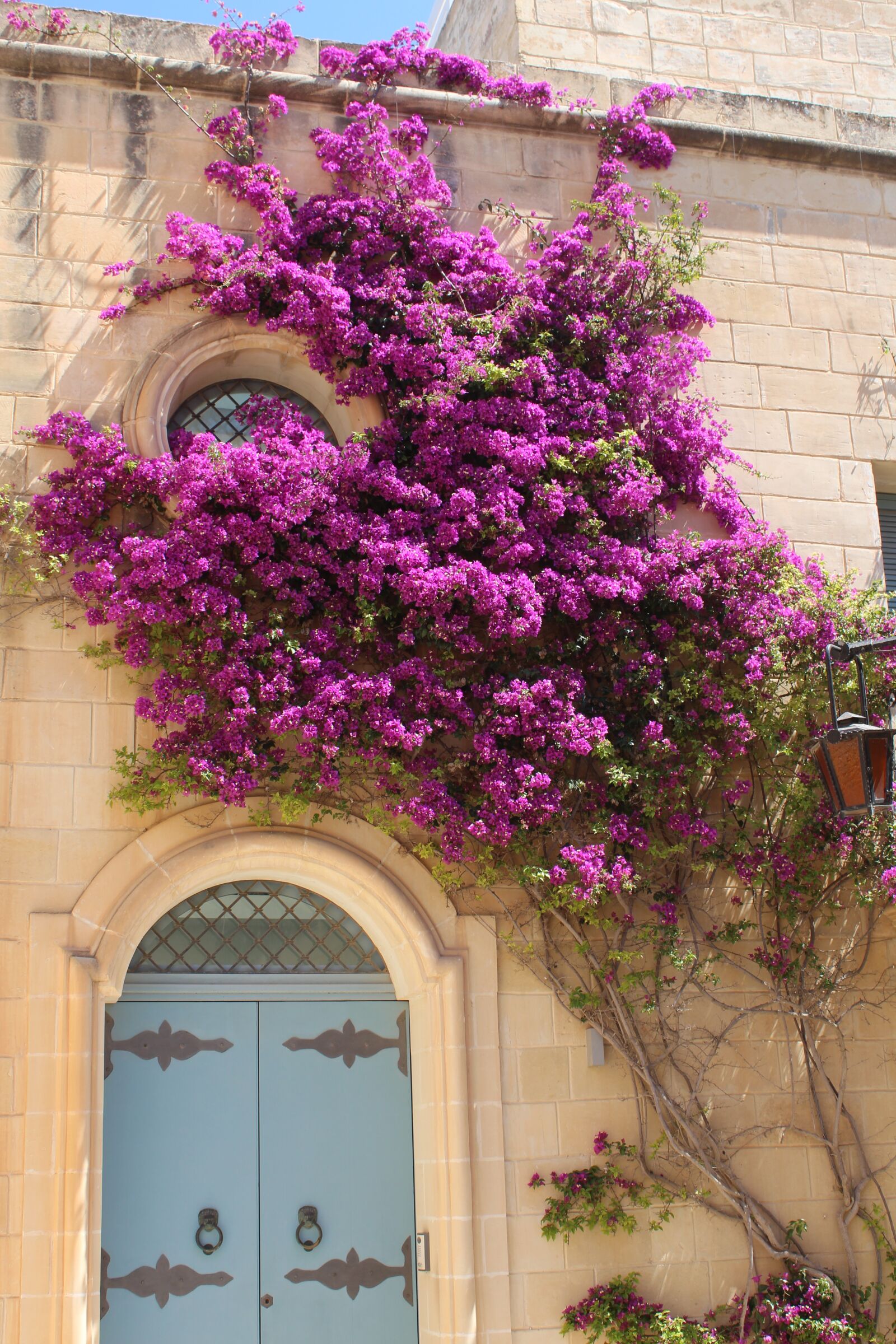 Canon EOS 650D (EOS Rebel T4i / EOS Kiss X6i) sample photo. Bougainvillea, plant, blossom photography