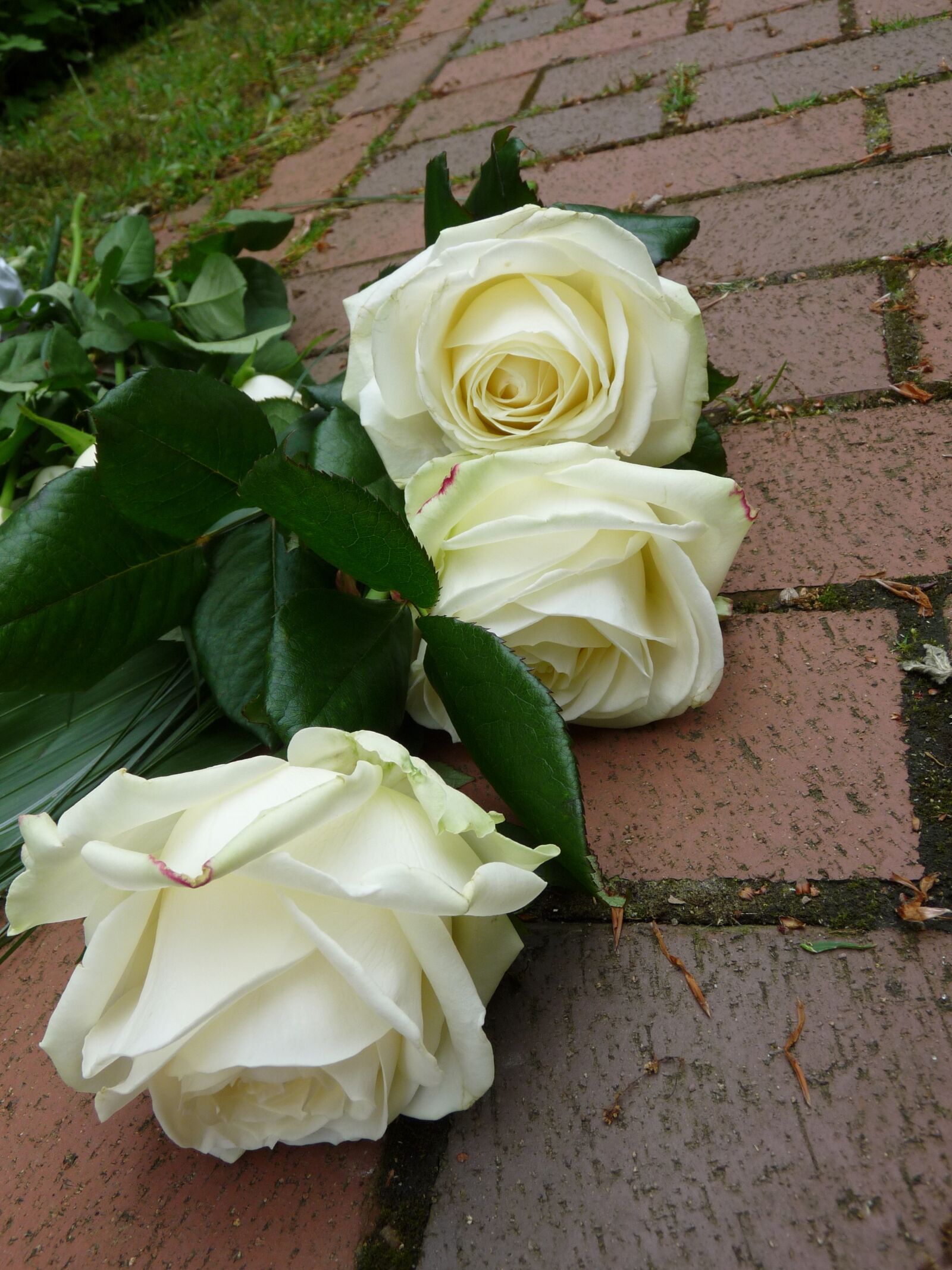 Panasonic Lumix DMC-FZ28 sample photo. Roses, white, funeral photography