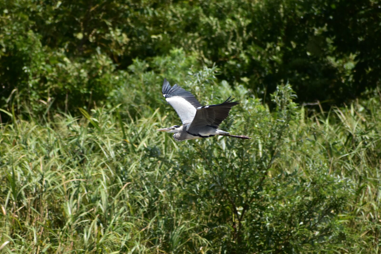Nikon D7200 sample photo. Animal, river, waterside photography