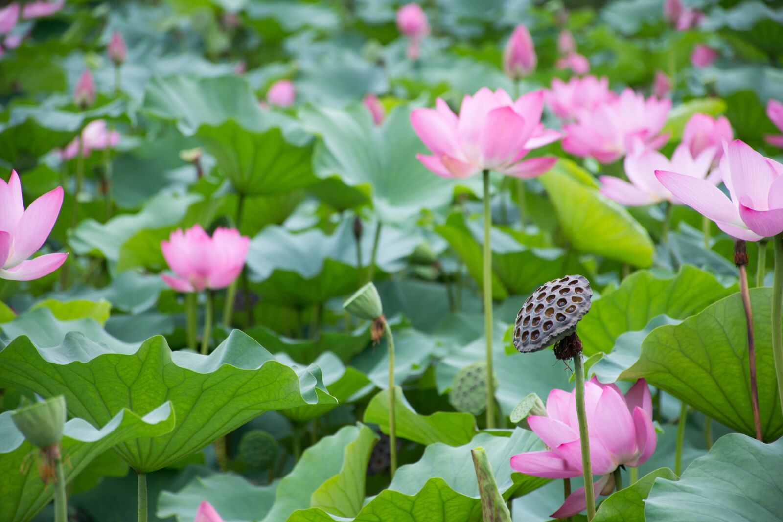 Nikon D7200 sample photo. Lotus, lotus leaf, lotus photography