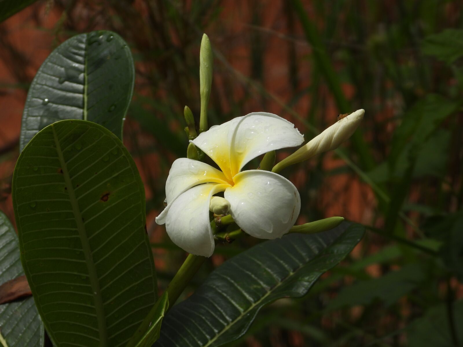Nikon Coolpix P1000 sample photo. Plumeria, white, flower photography