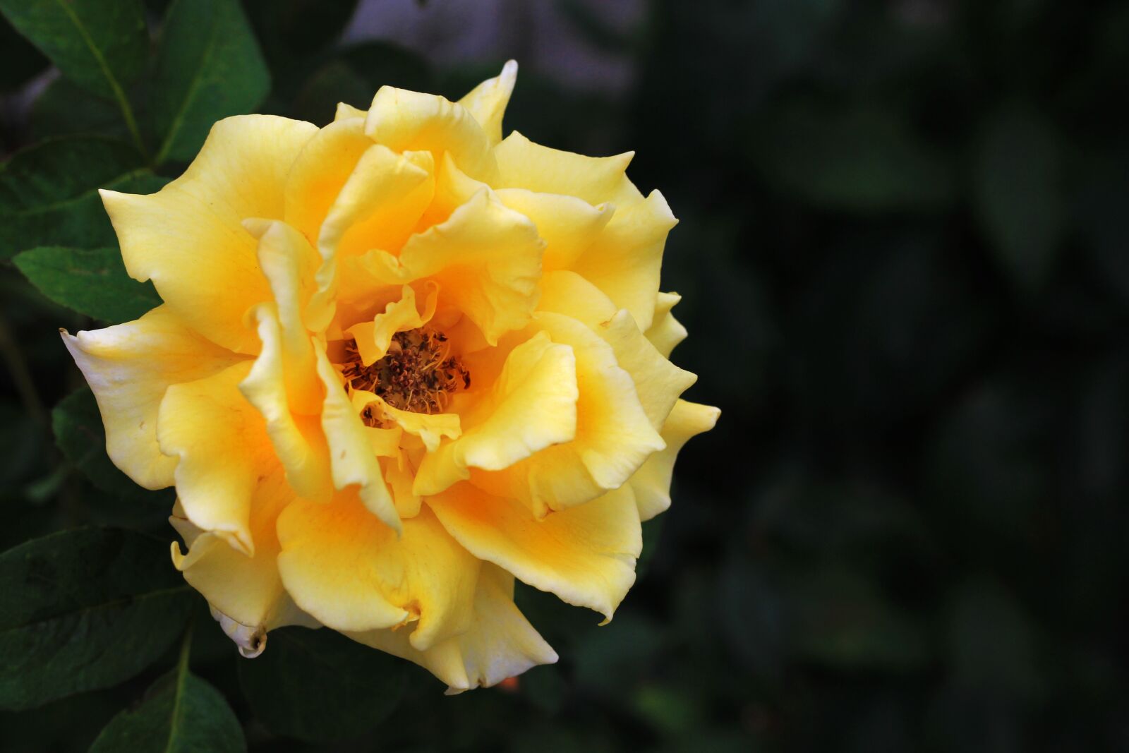 Canon EOS 600D (Rebel EOS T3i / EOS Kiss X5) + Canon EF 50mm F1.8 STM sample photo. Rosa, yellow, flower photography