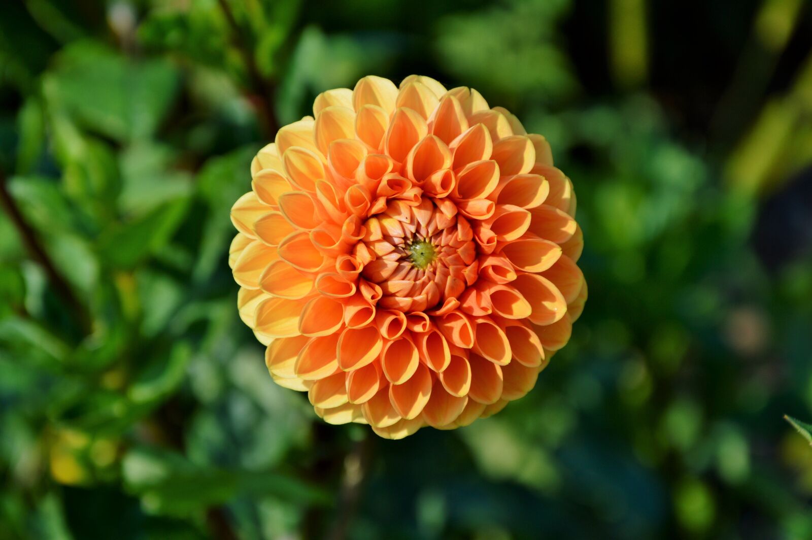 Nikon D3200 sample photo. Dahlia, dahlia flower, flower photography