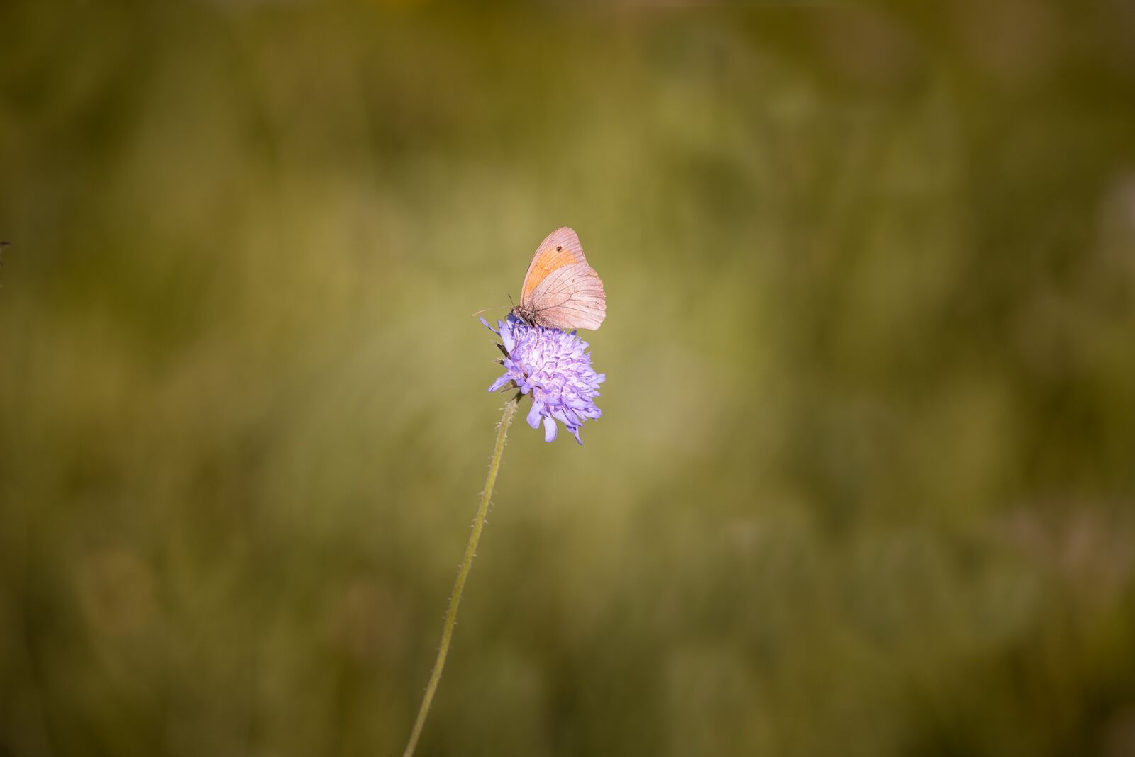 Nikon D750 sample photo. Meadow brown, butterfly, flight photography