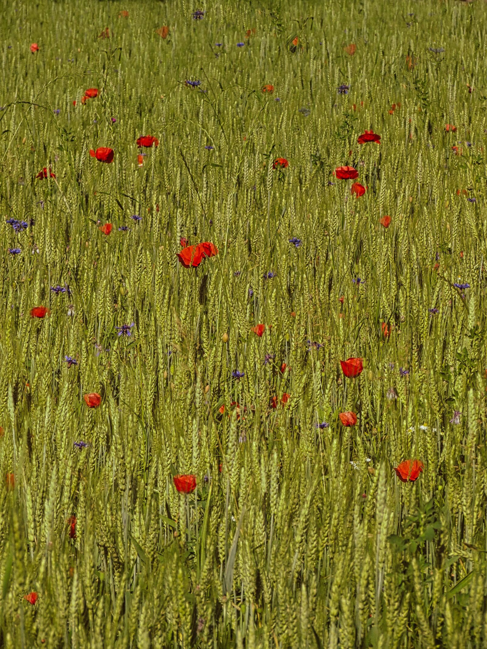Canon PowerShot SX40 HS sample photo. Wheat, cereal, poppies photography