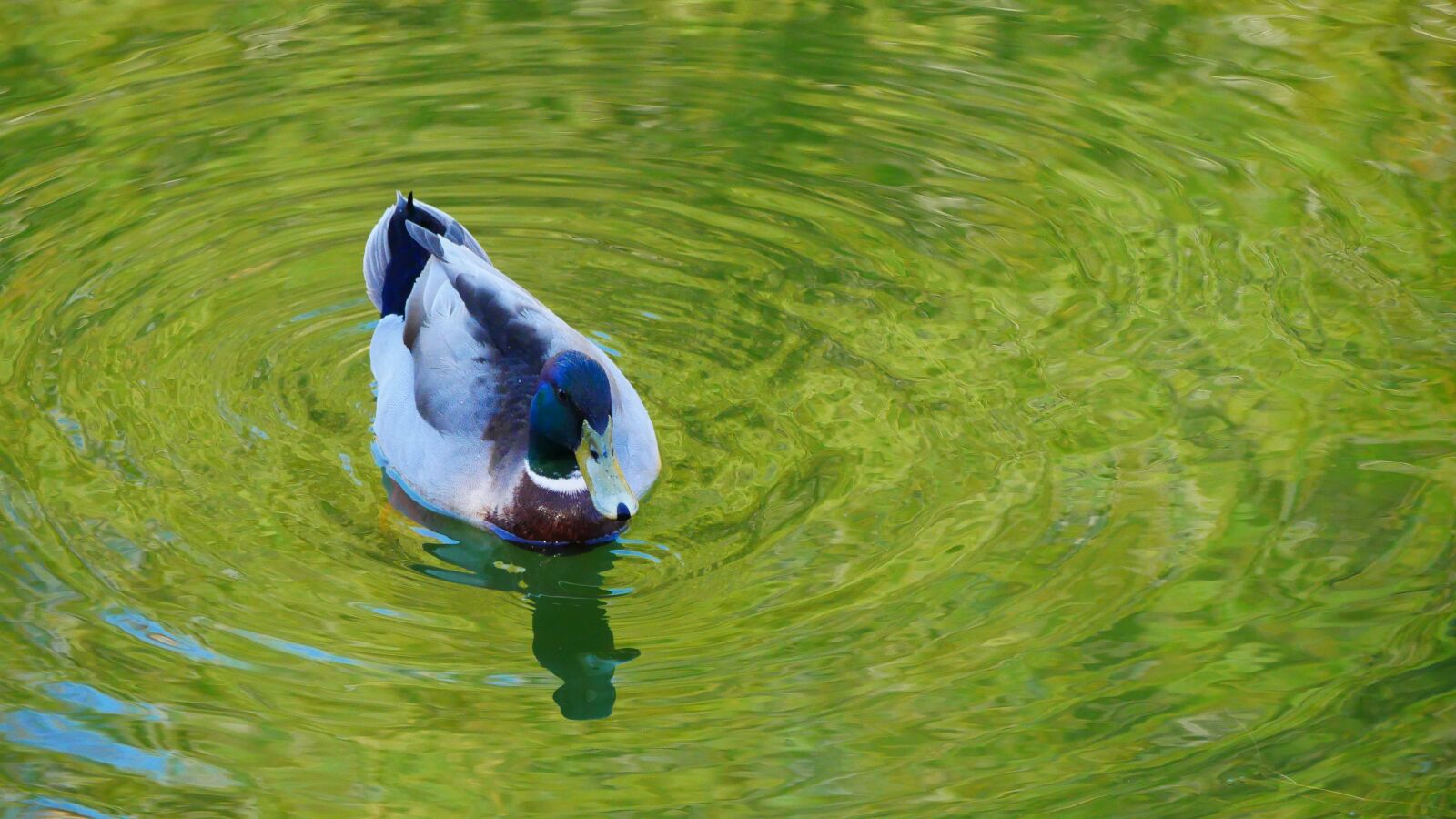 Panasonic Lumix DMC-GX85 (Lumix DMC-GX80 / Lumix DMC-GX7 Mark II) sample photo. Duck, pond, water photography