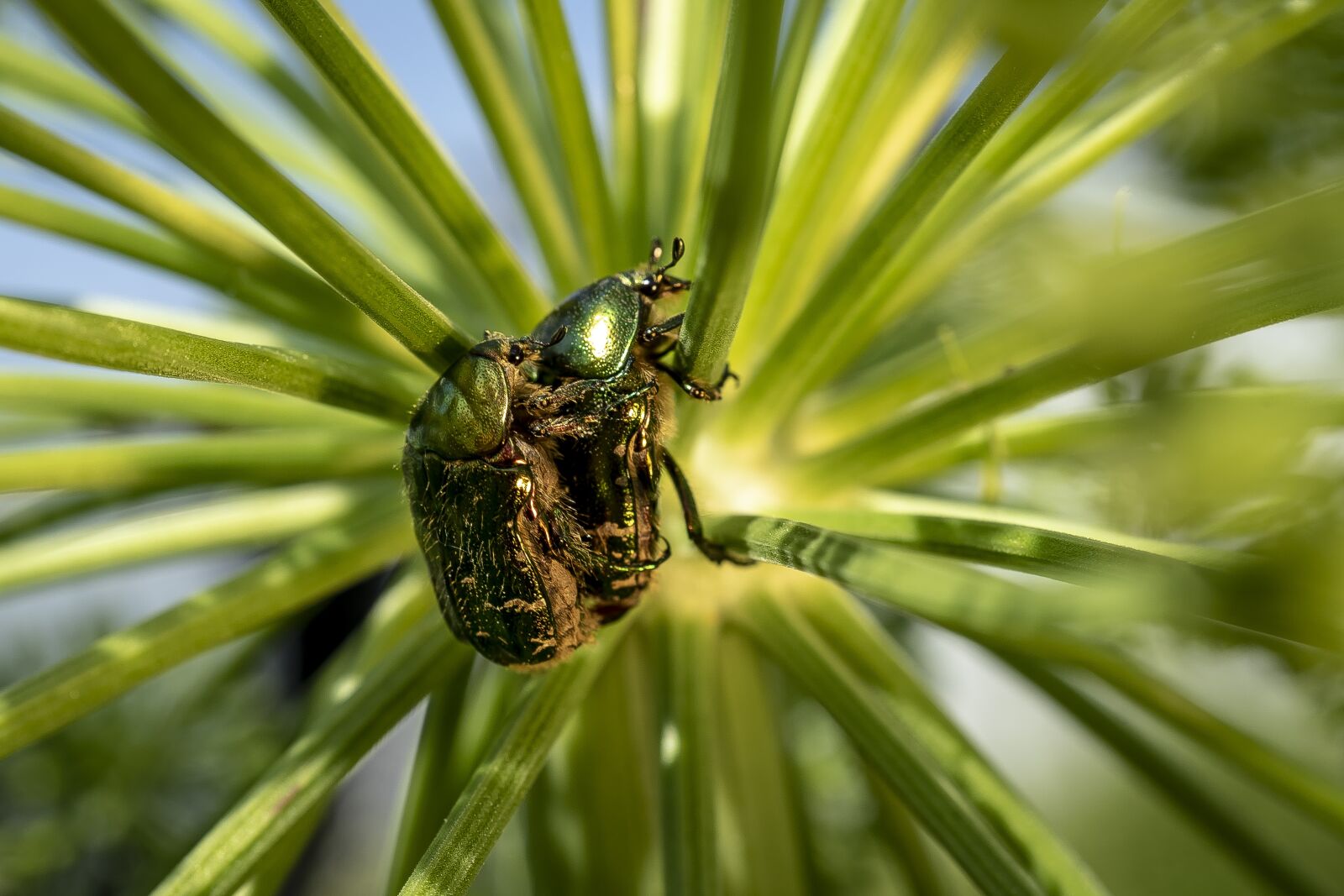 Sony a7 II sample photo. Beetle, insect, plant photography