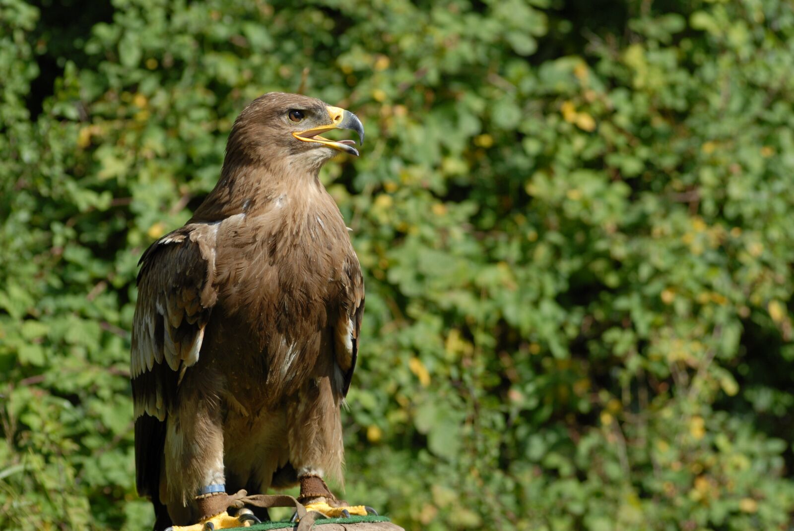 Nikon D200 sample photo. Animal, bird, raptor photography