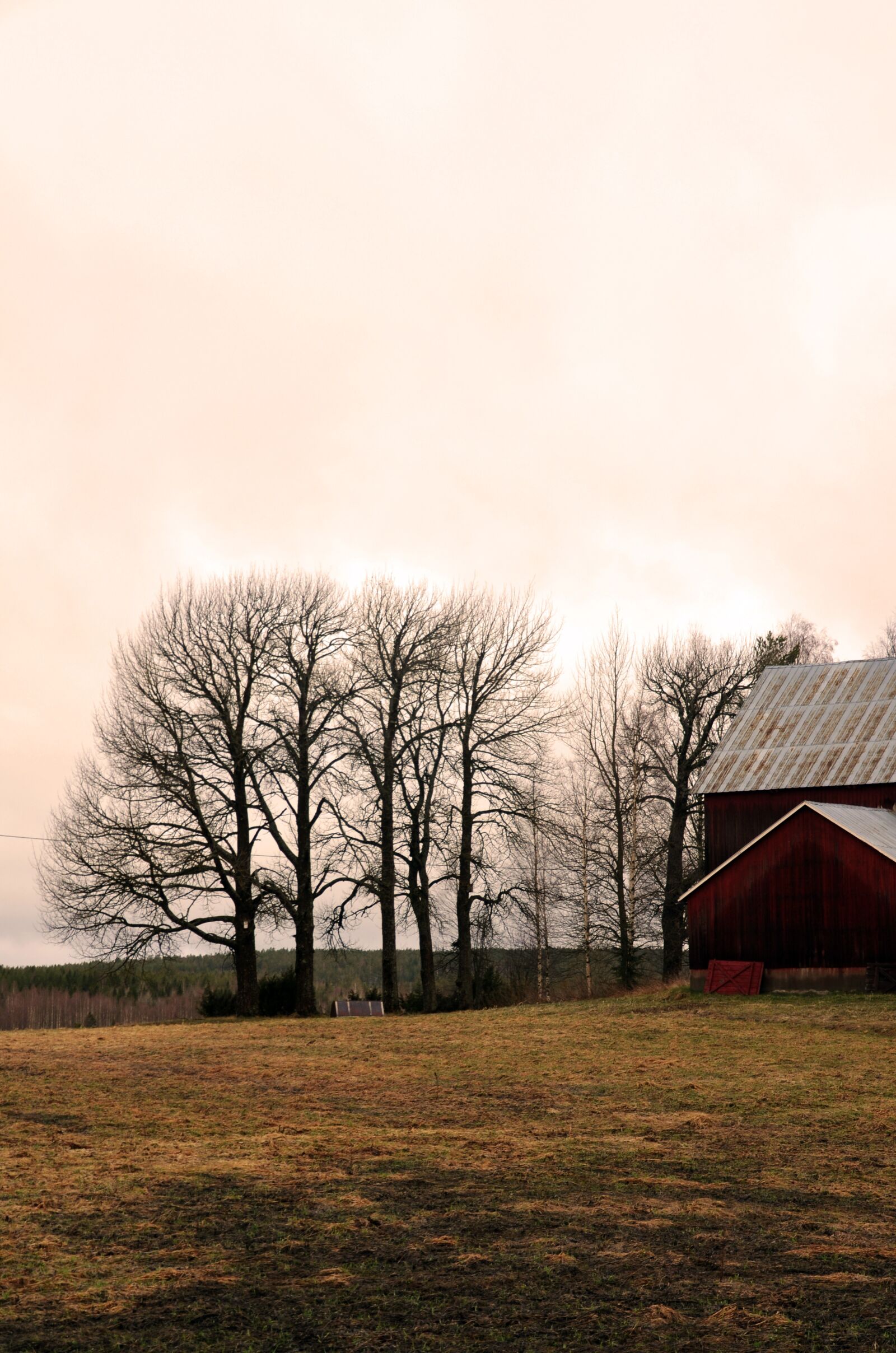 Nikon D5100 sample photo. Internal ultervattnet, tree, morning photography