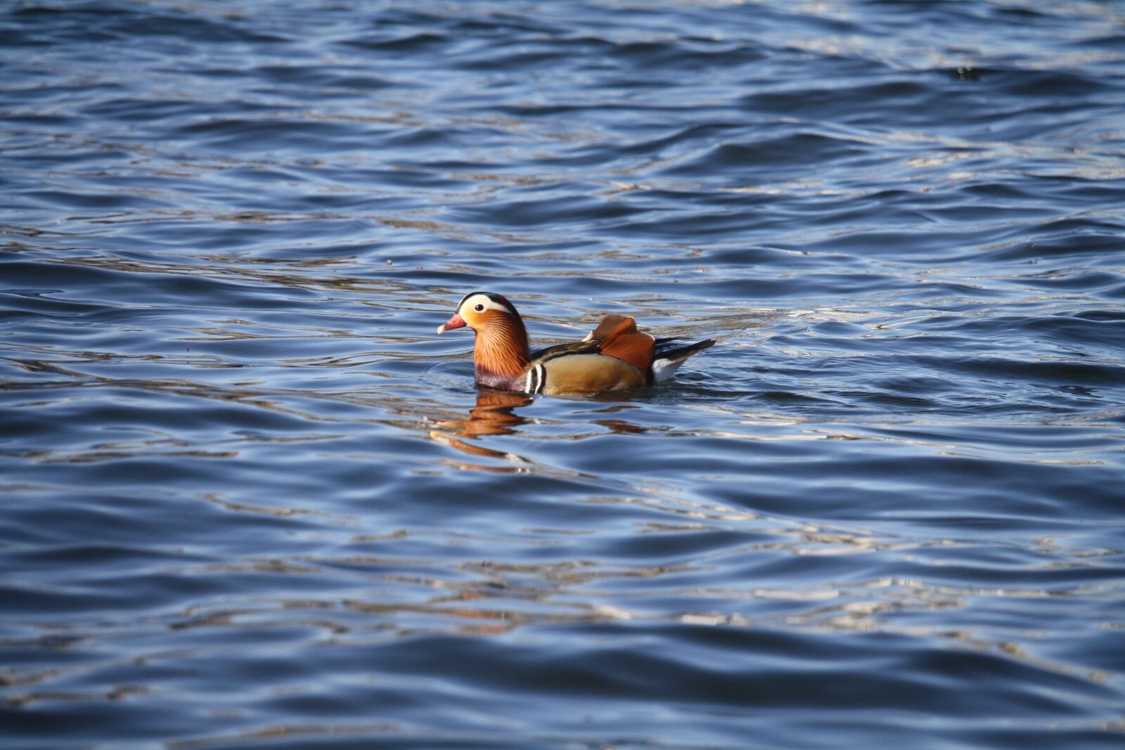 Canon EOS 1000D (EOS Digital Rebel XS / EOS Kiss F) sample photo. Water, bird, wildlife photography