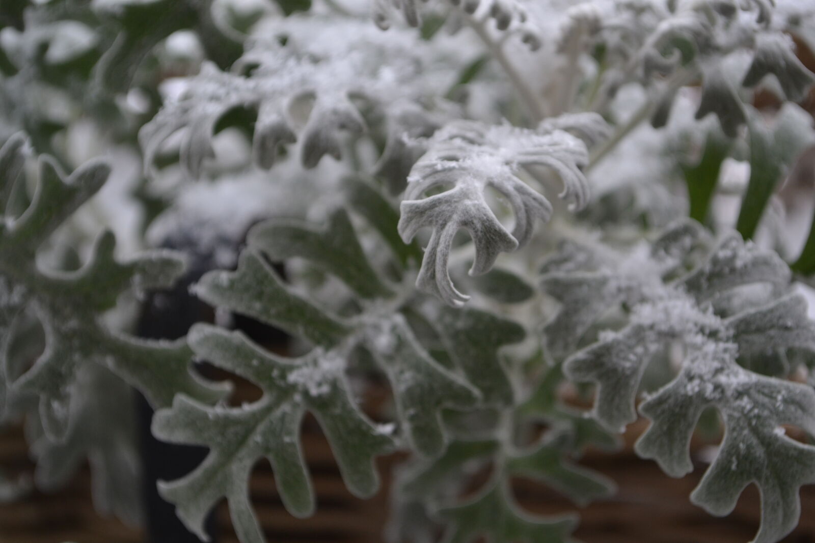 Nikon D3100 sample photo. Leaf, mevrouw, s, mylifewiths photography