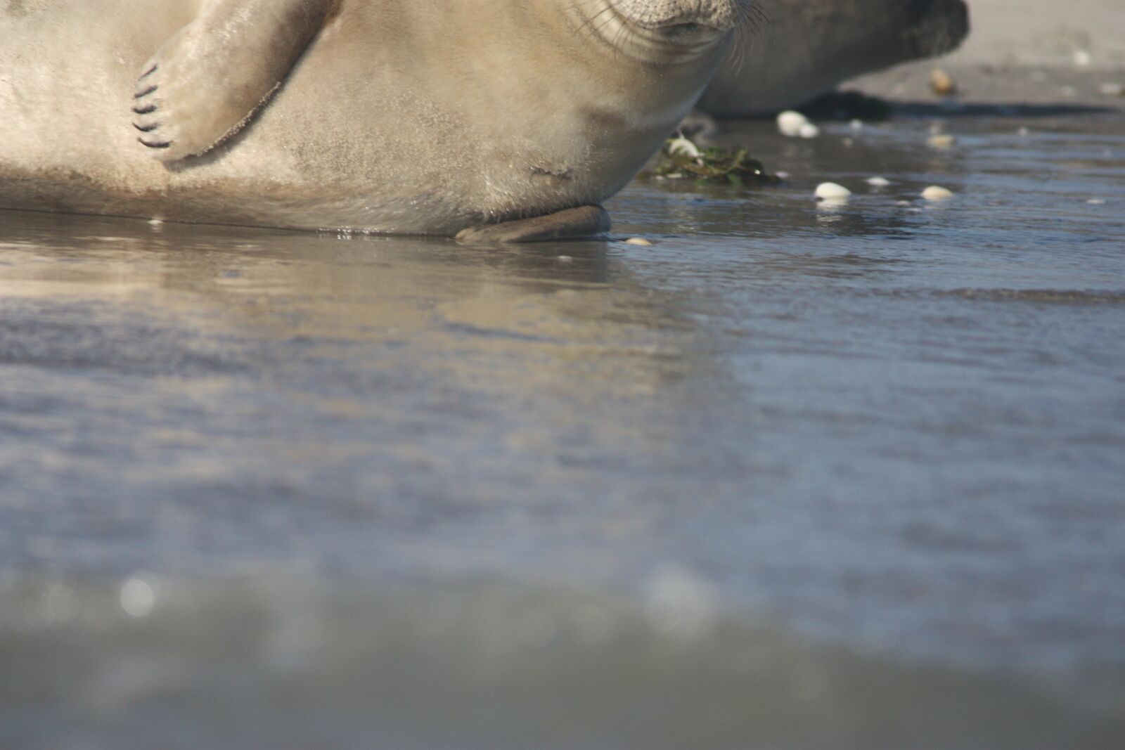 Canon EOS 450D (EOS Rebel XSi / EOS Kiss X2) sample photo. Grey seal, palmure, sand photography