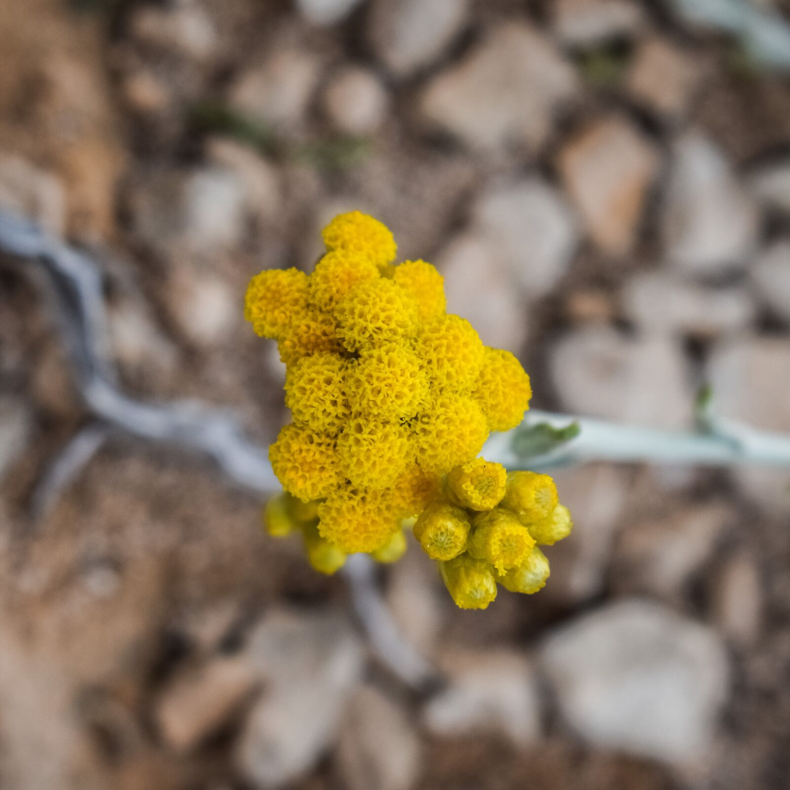 Nikon D3300 sample photo. Wildflower, spring, flower photography