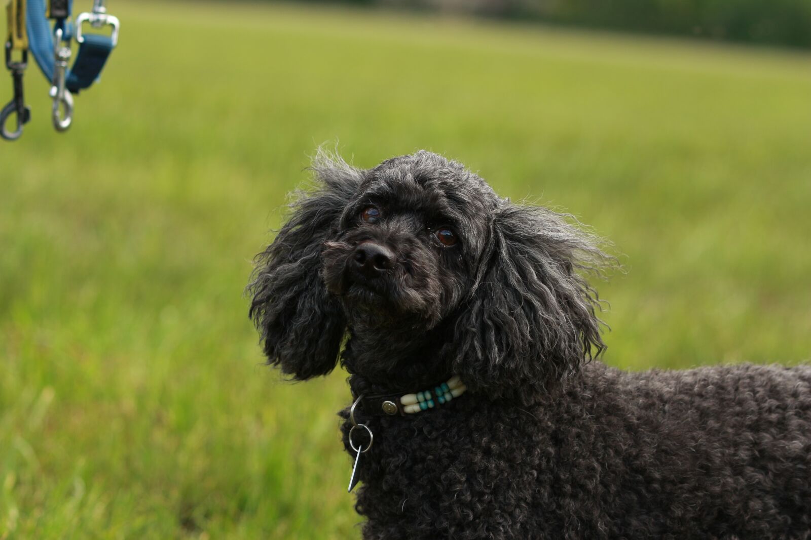 Canon EOS 700D (EOS Rebel T5i / EOS Kiss X7i) + Canon EF 70-300 F4-5.6 IS II USM sample photo. Dog, poodle, pet photography