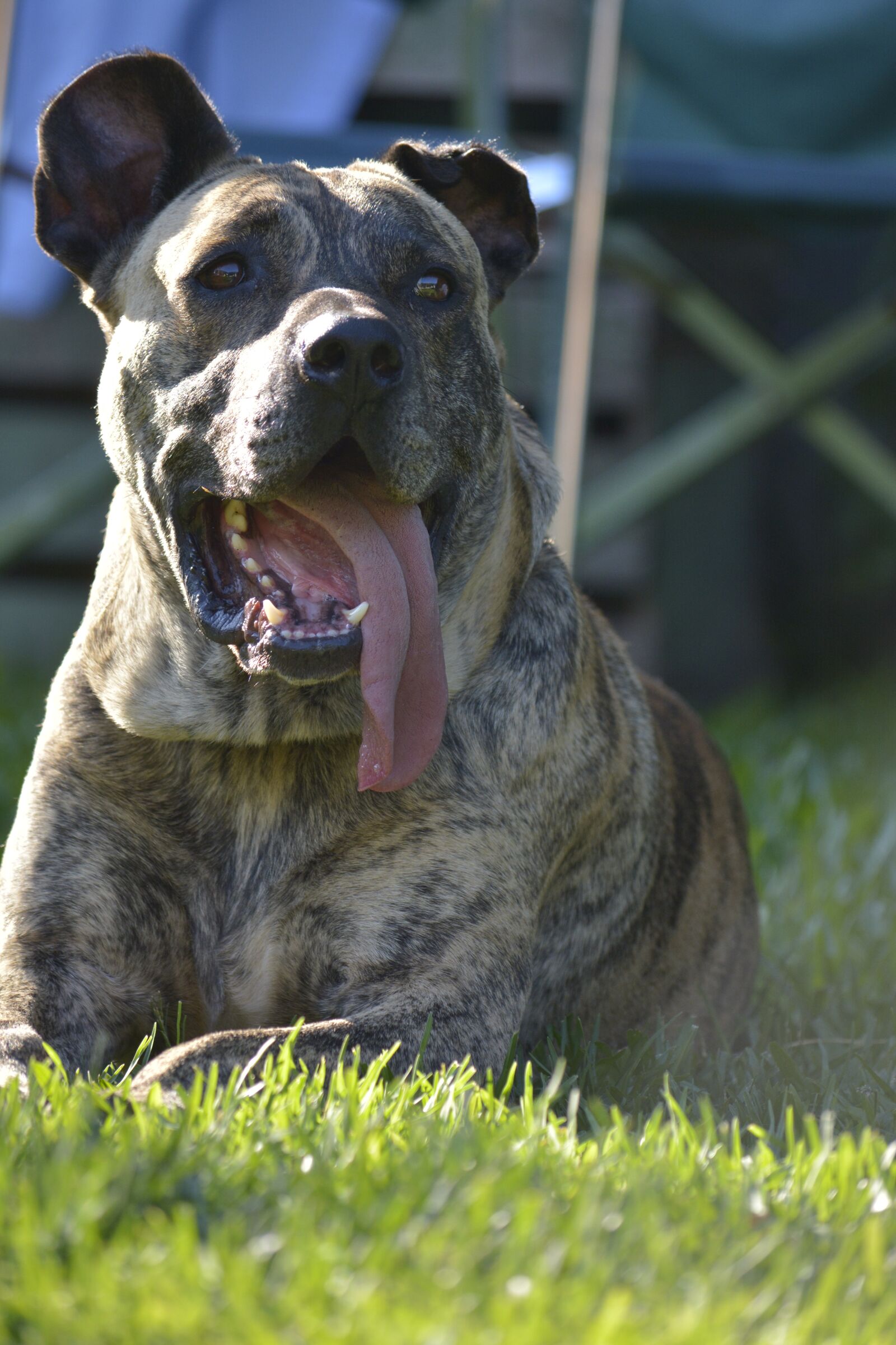 Nikon D5200 sample photo. Pets, dog, profile dog photography