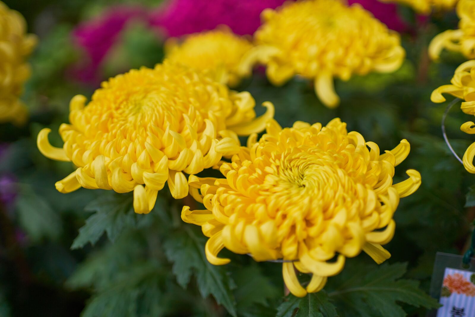 Sony FE 35mm F1.8 sample photo. Flowers, yellow, chrysanthemum photography