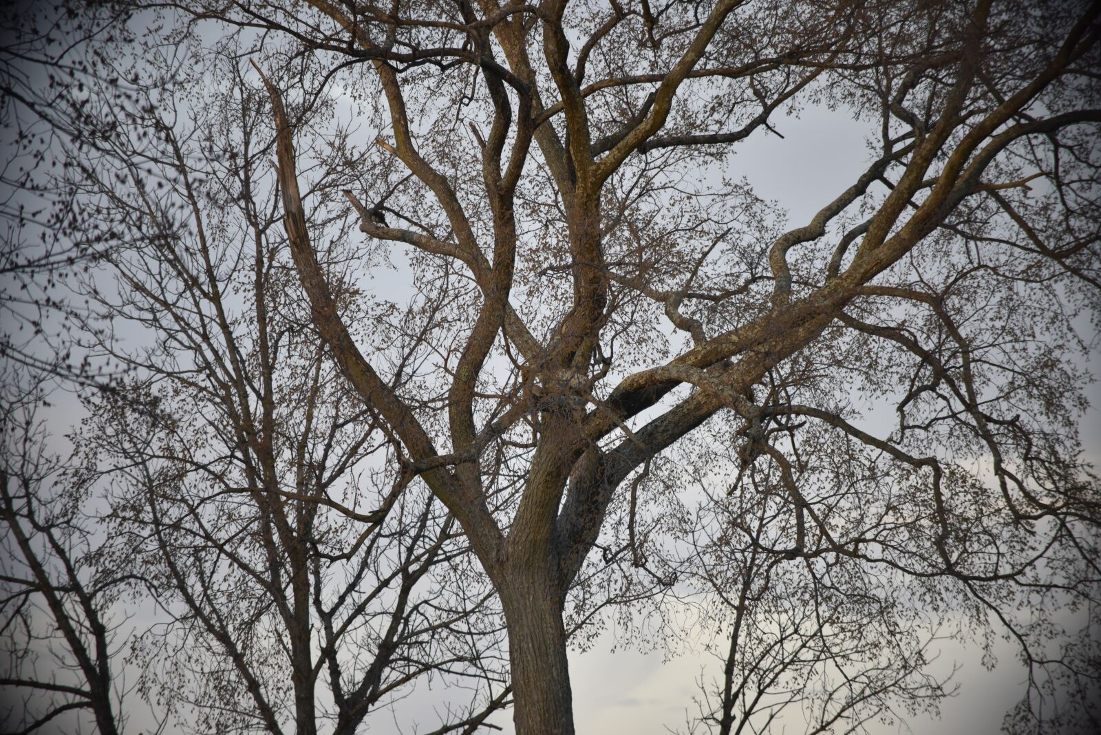 Nikon D810 sample photo. Tree, nature, landscape photography