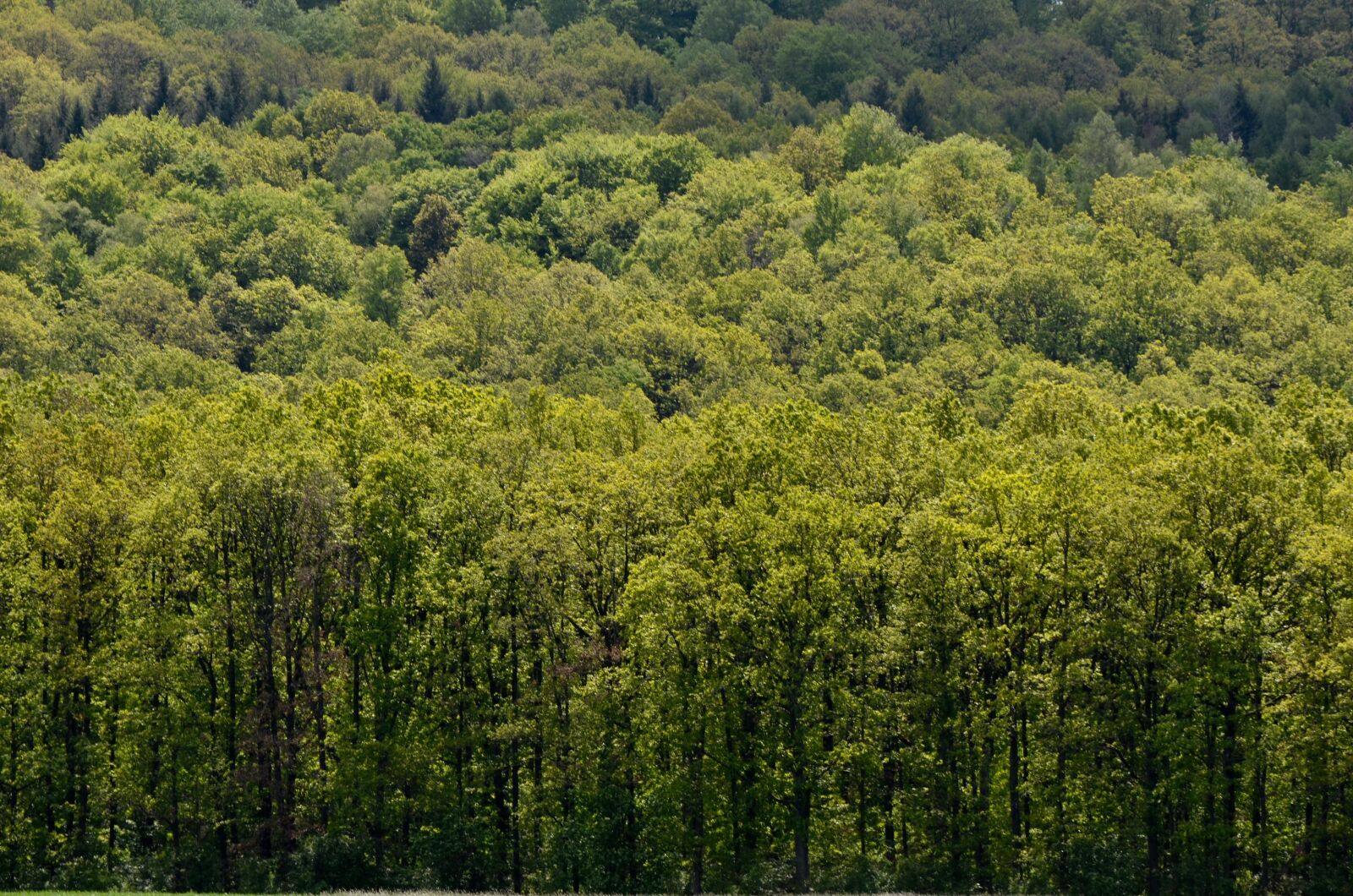 Nikon D5100 sample photo. Forest, spring, trees photography