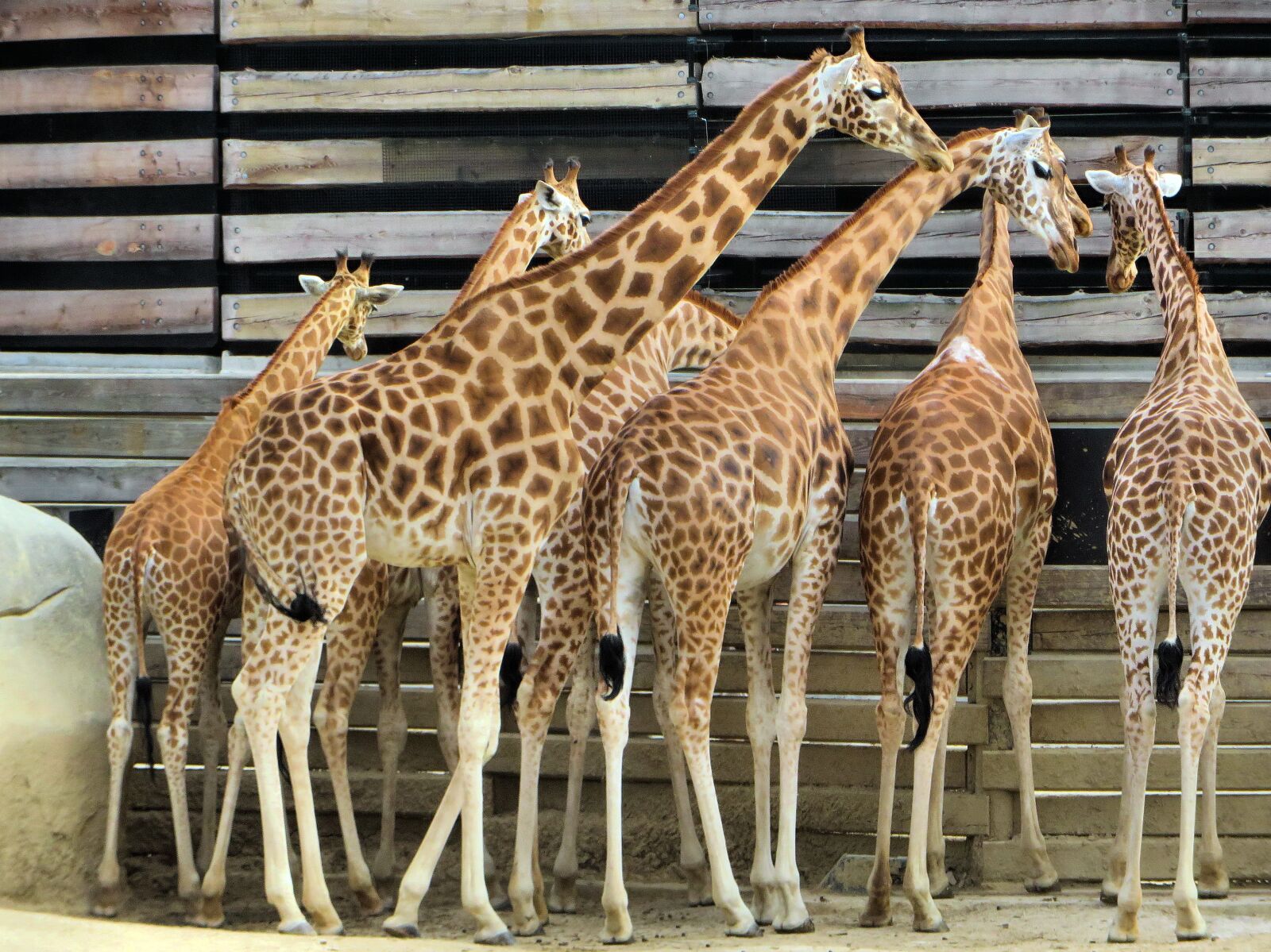 Canon PowerShot SX270 HS sample photo. Vincennes, zoo, giraffes photography