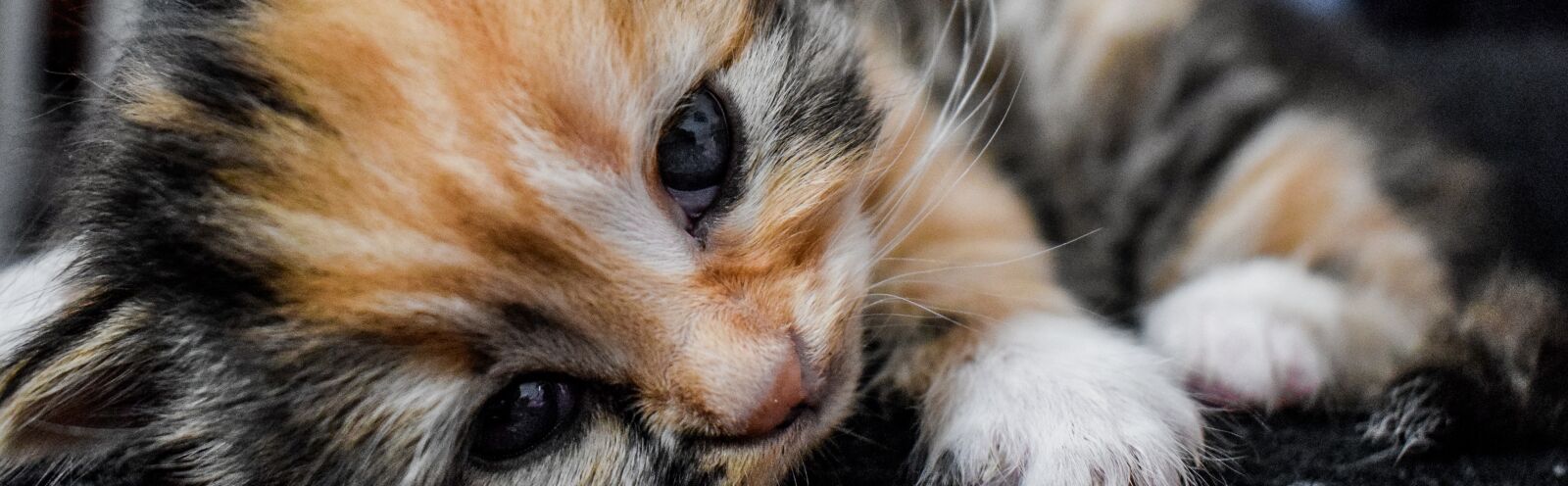 Nikon D3300 sample photo. Cat, cute, kitten photography