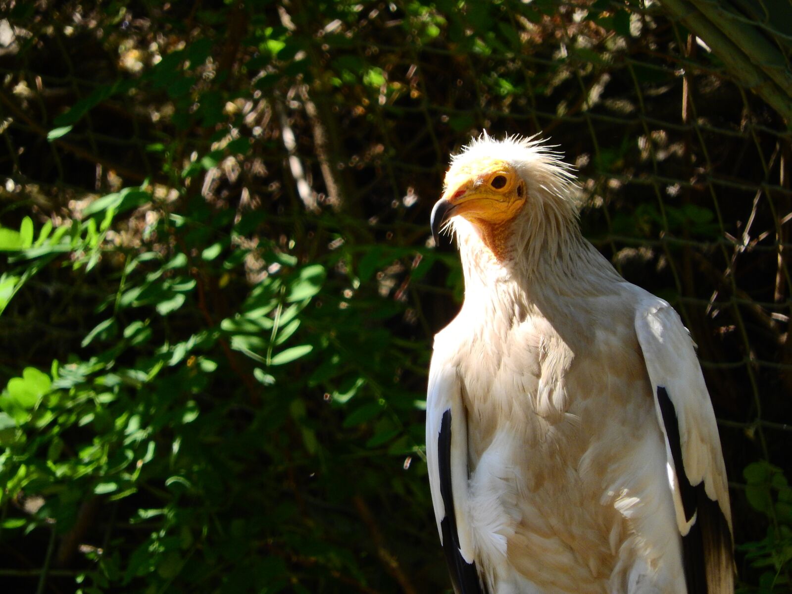 Nikon Coolpix P610 sample photo. European honey-buzzard, neophron percnopterus photography