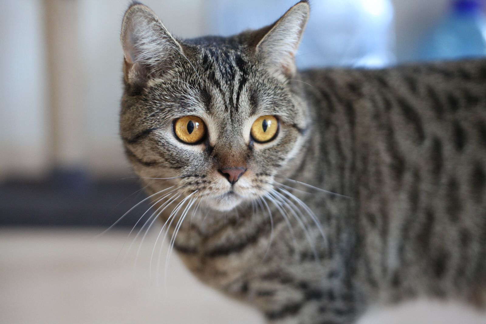 Canon EF 50mm F1.8 II sample photo. кот, глаза, cat photography