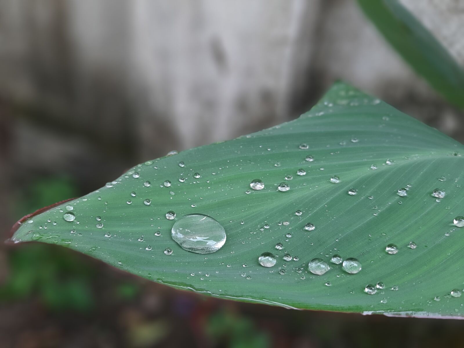 Samsung Galaxy A50 sample photo. Waterdrop, rain, drop photography
