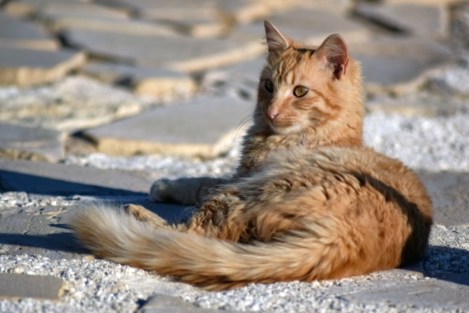 Nikon D3300 sample photo. Cat, cute, kitten photography