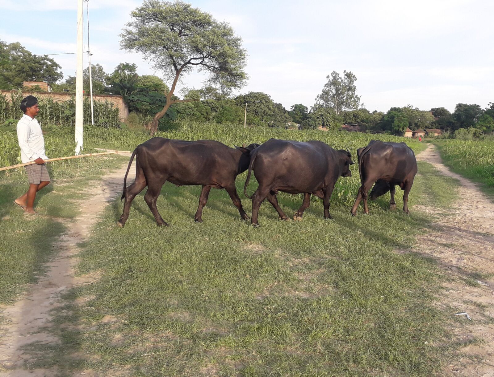 Samsung Galaxy J4 sample photo. Buffaloes, buffalo, wildlife photography