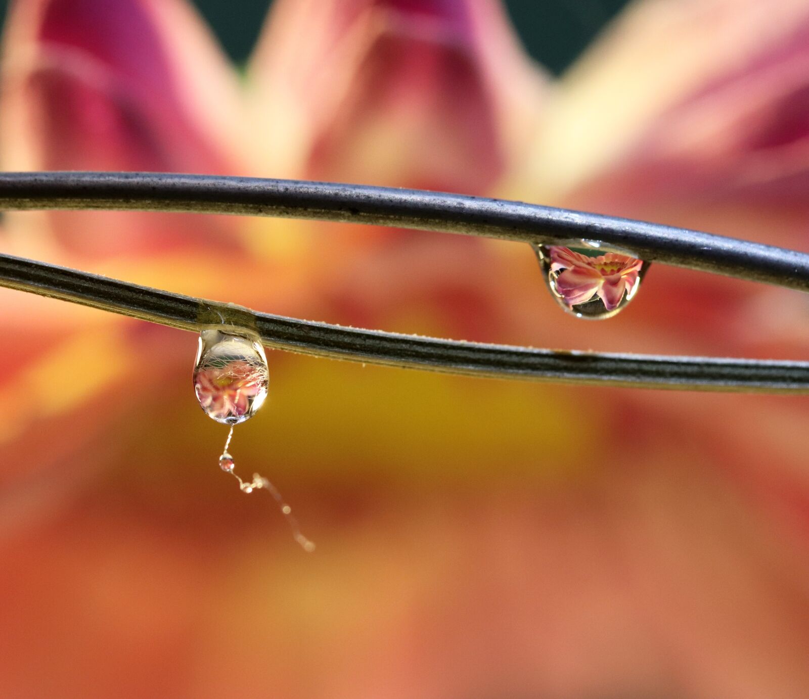 Canon EOS 800D (EOS Rebel T7i / EOS Kiss X9i) + Canon EF-S 60mm F2.8 Macro USM sample photo. Flowers, water drops, refraction photography