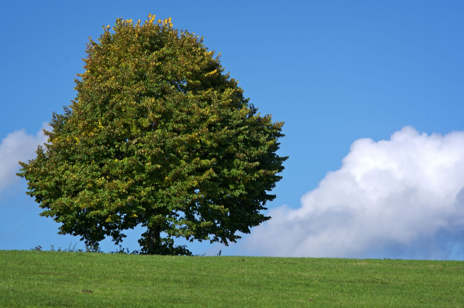 55.0-200.0mm f/4.0-f/5.6 sample photo. Tree, individually, meadow photography