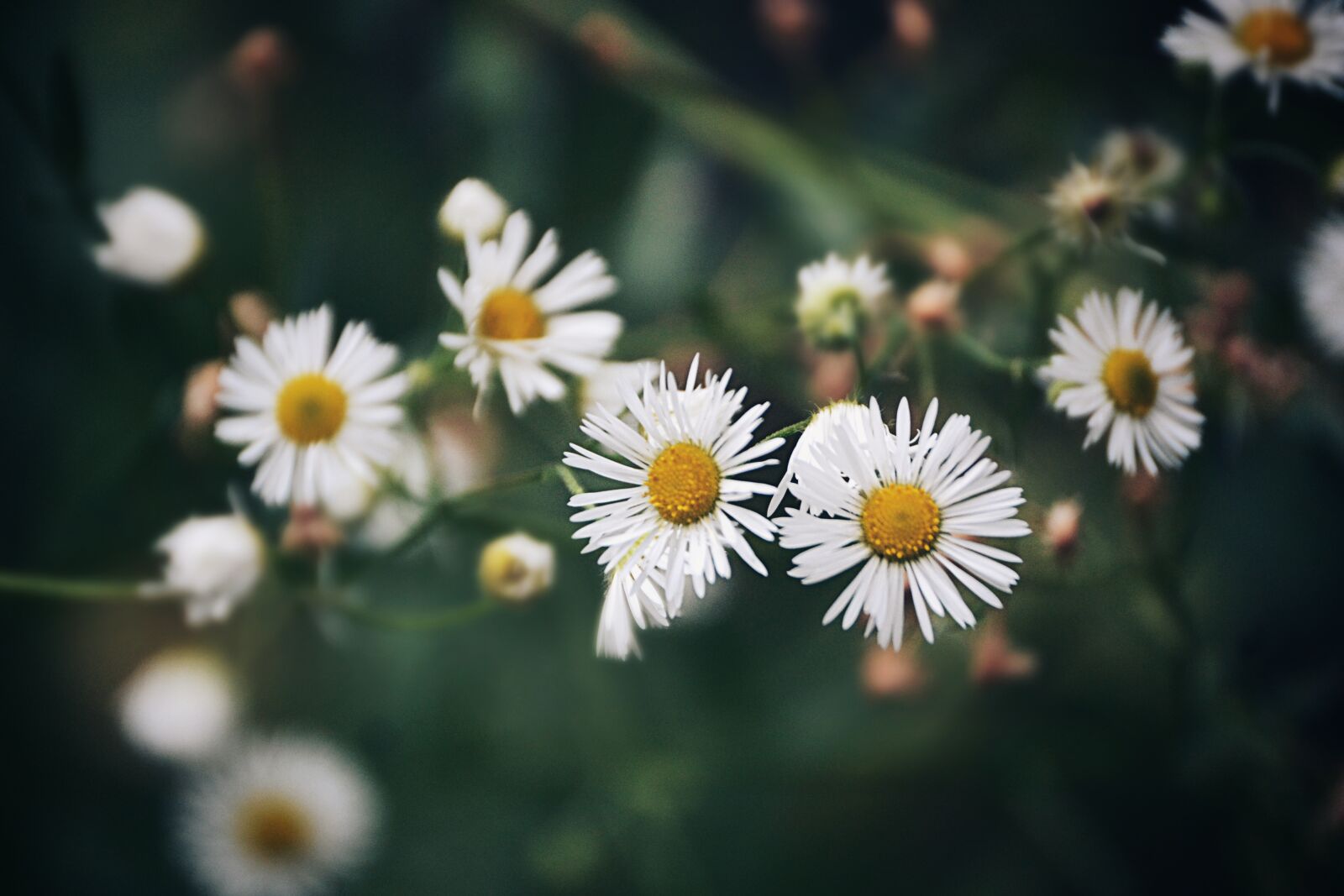 Nikon D3100 sample photo. Beautiful, flowers, daisies, daisy photography