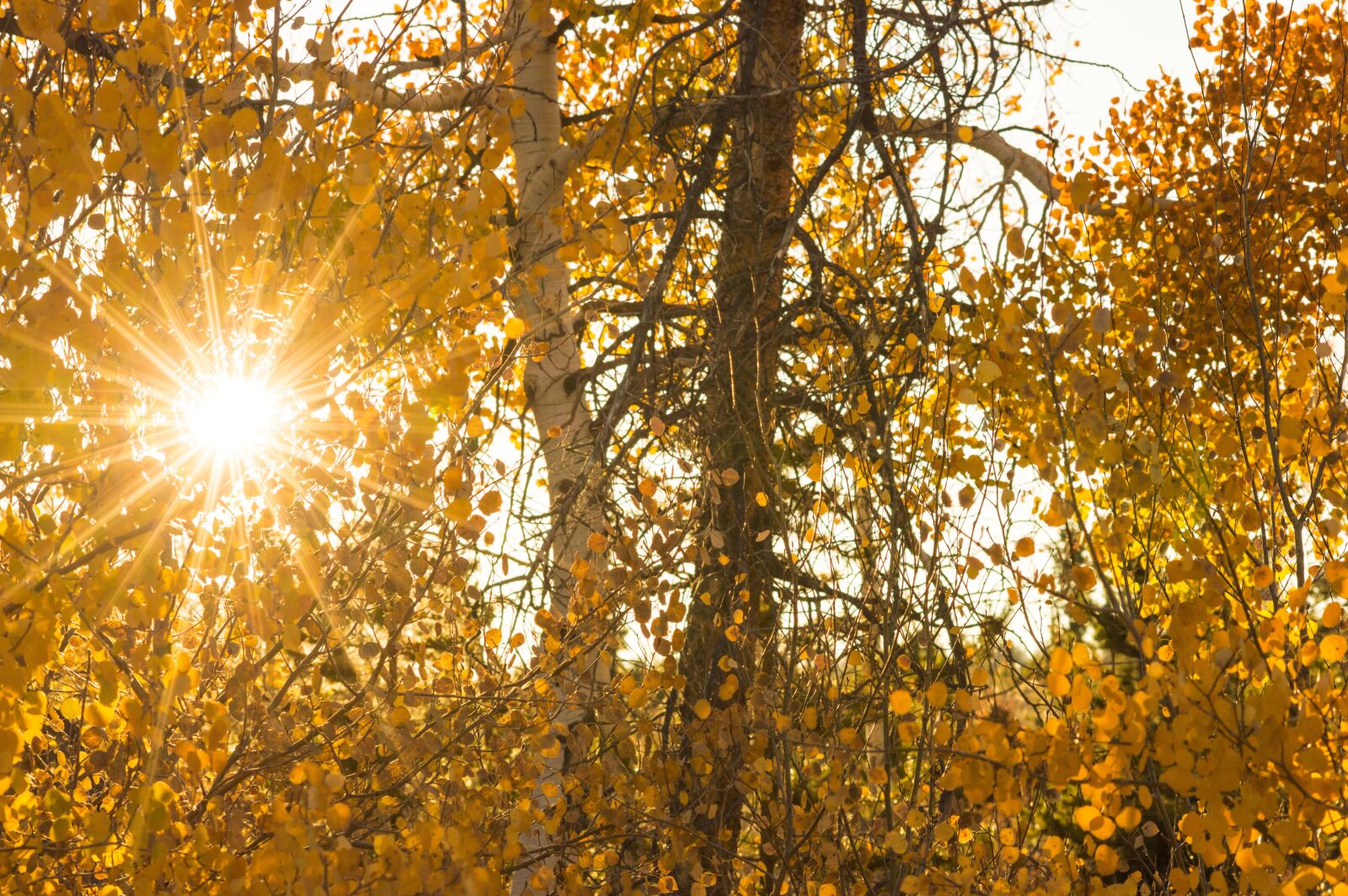 Nikon D3200 sample photo. Sun, fall, autumn photography