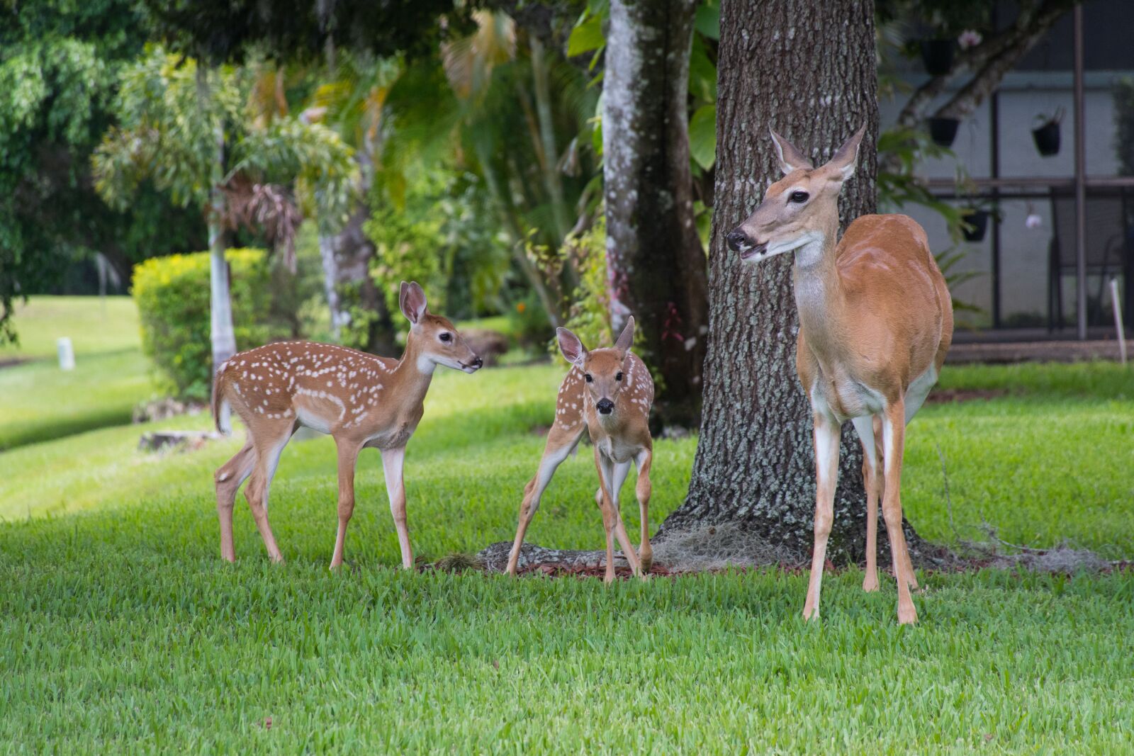 Nikon D7500 sample photo. Florida, deer, faun photography