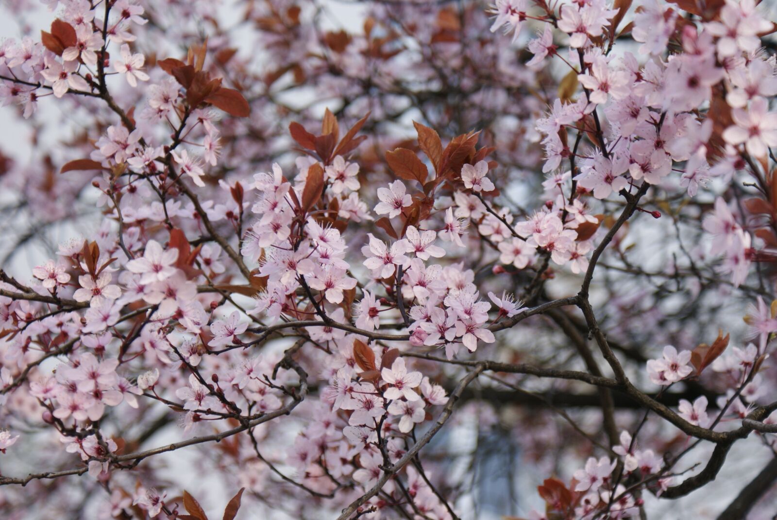 Sony Alpha DSLR-A200 sample photo. Flowers, cherry blossom, flourish photography