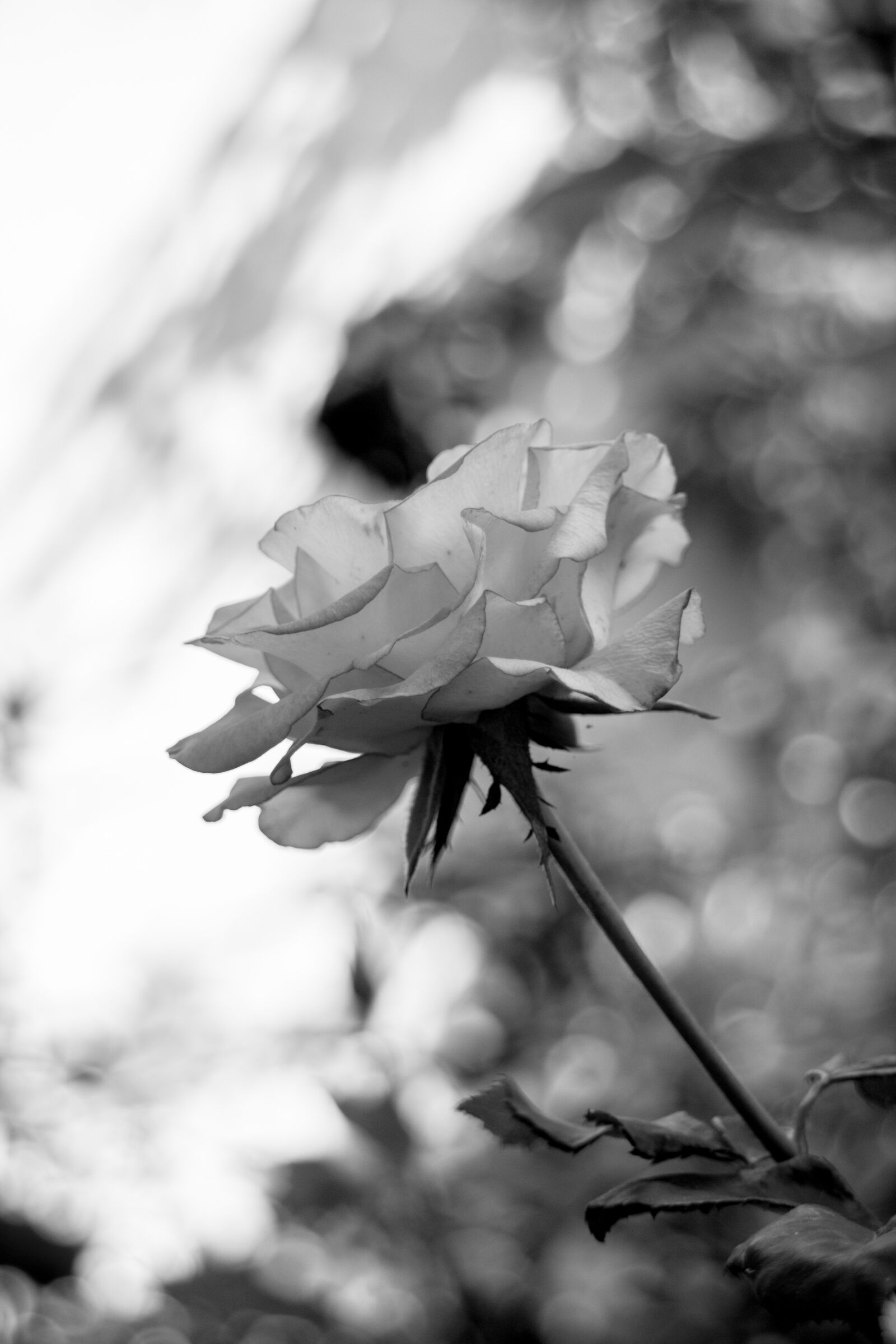 Canon EOS M + Canon EF-M 18-55mm F3.5-5.6 IS STM sample photo. Rose, flower, light photography