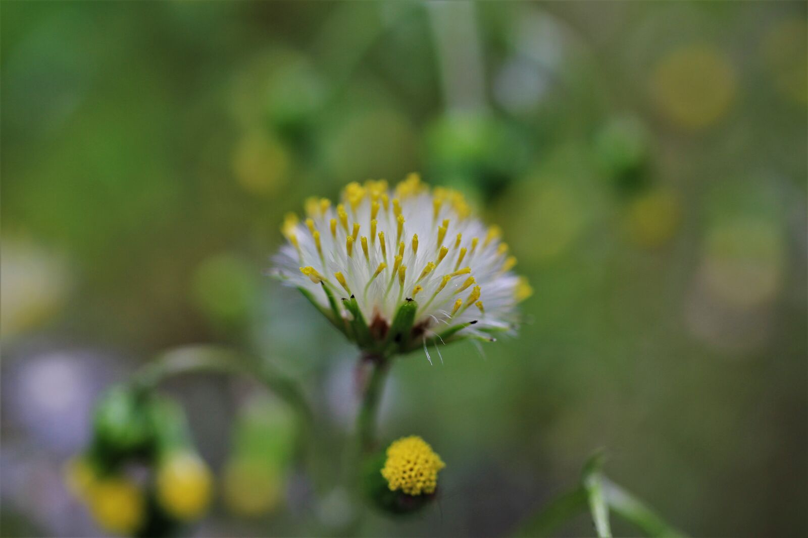 Canon EF-S 35mm F2.8 Macro IS STM sample photo. Common groundsel, old herbs photography