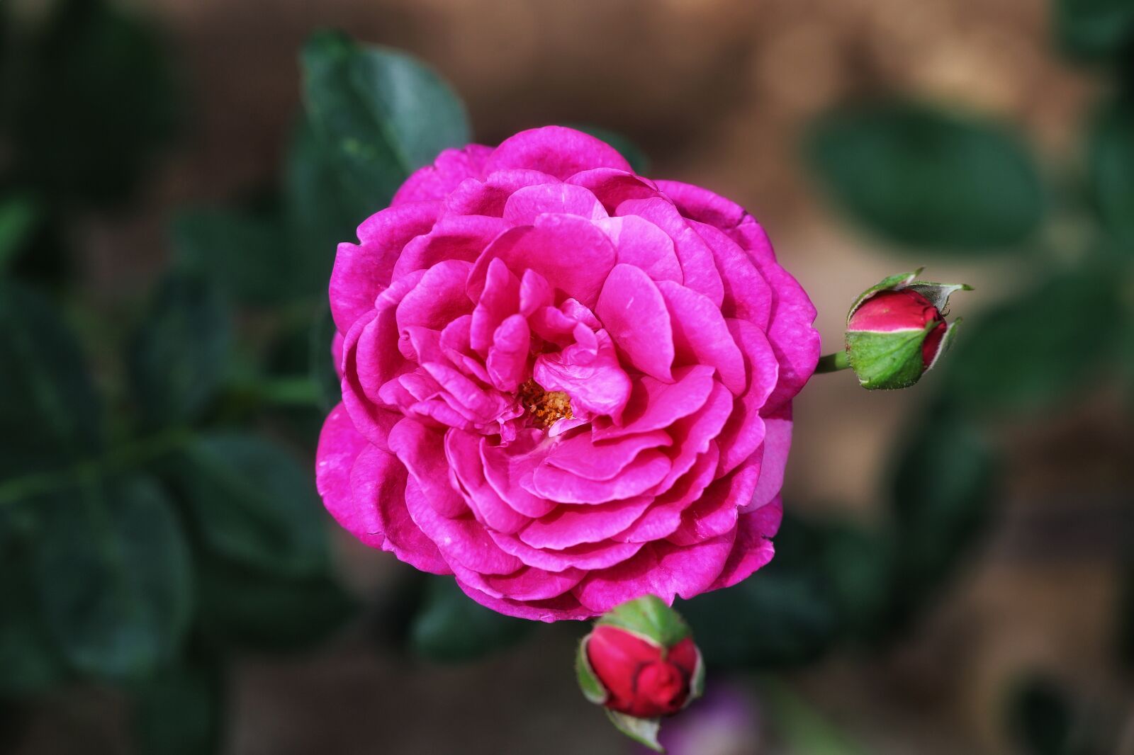 Canon EF 100mm F2.8L Macro IS USM sample photo. Rose, female, macro photography