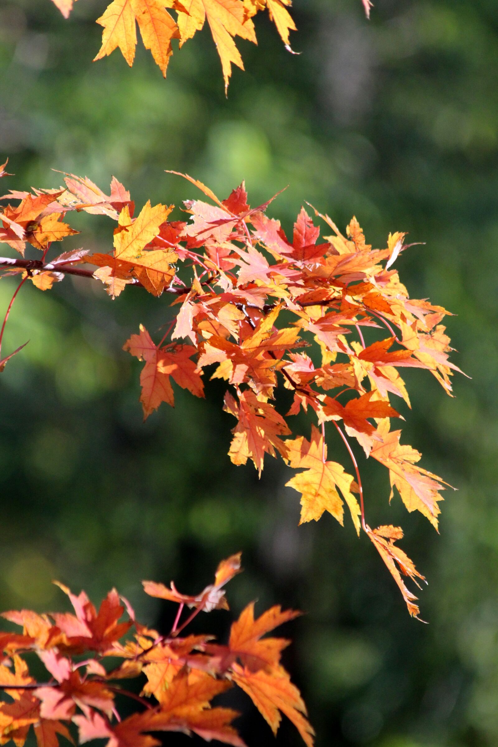 Canon EF 70-300mm F4-5.6 IS USM sample photo. Maple, maple leaves, red photography