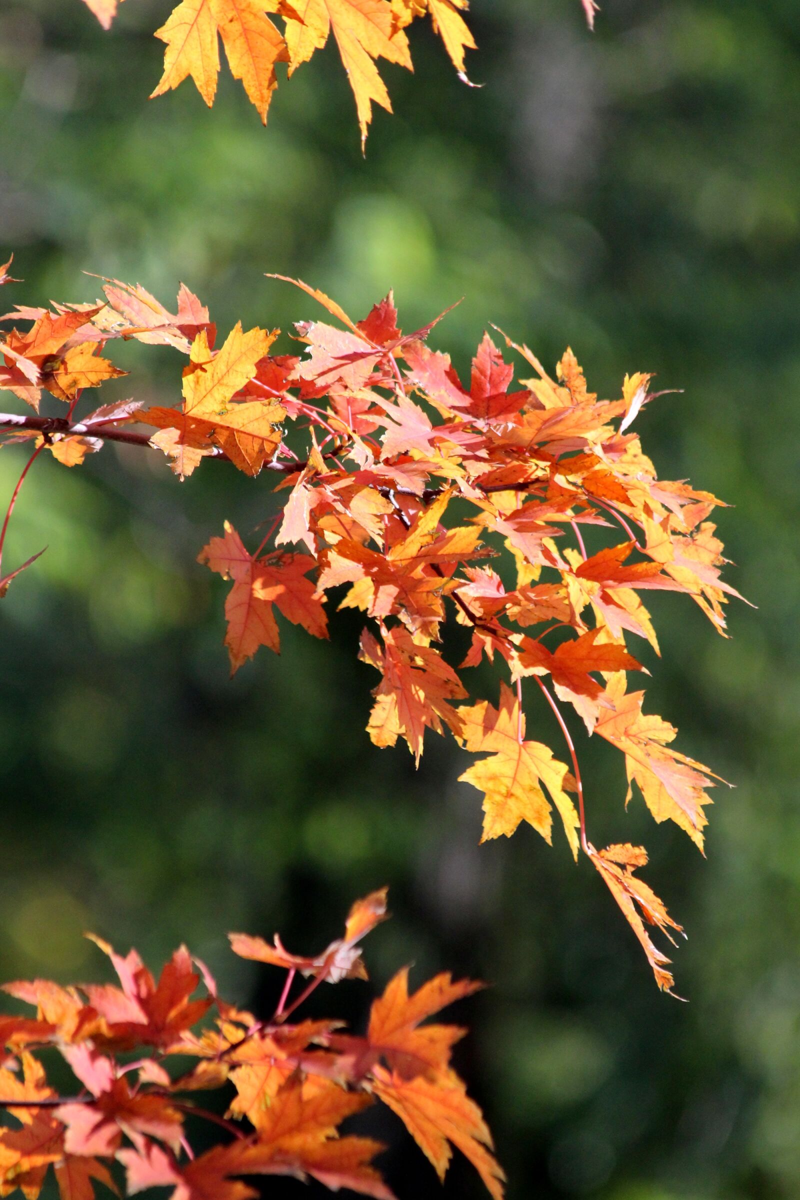 Canon EOS 650D (EOS Rebel T4i / EOS Kiss X6i) sample photo. Maple, maple leaves, red photography