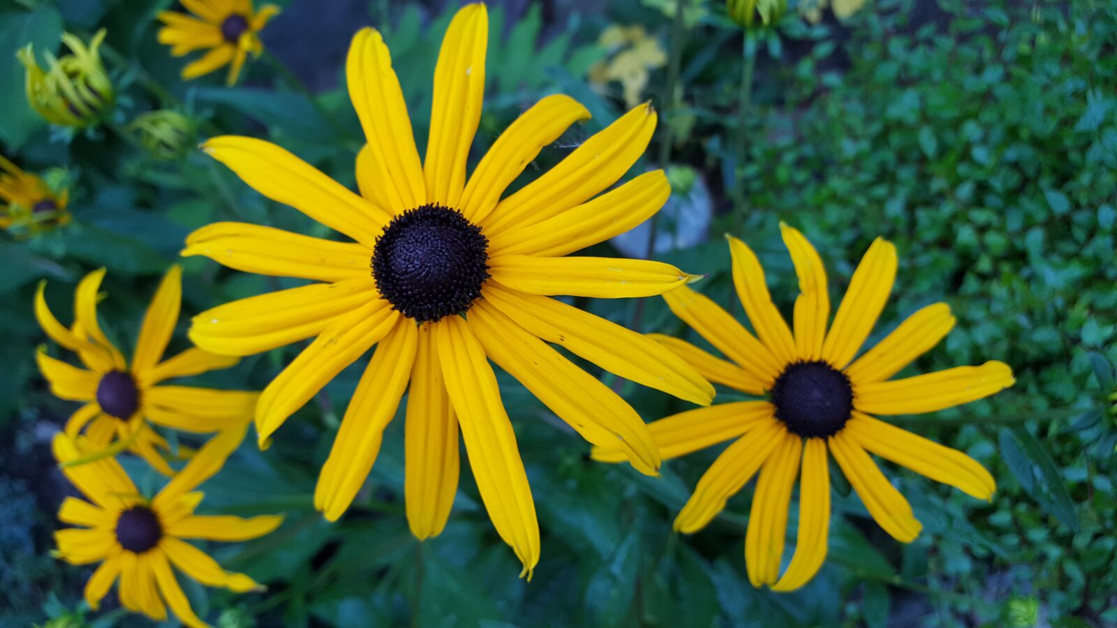 Samsung Galaxy S6 sample photo. Nature, flower, summer photography