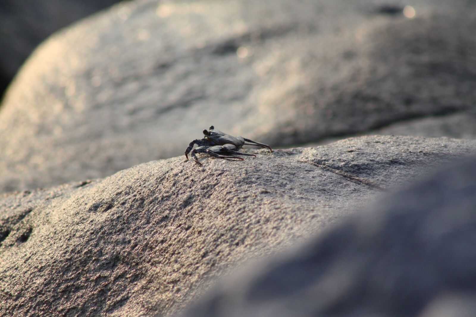 Canon EOS 450D (EOS Rebel XSi / EOS Kiss X2) sample photo. Crab, stone, animals photography