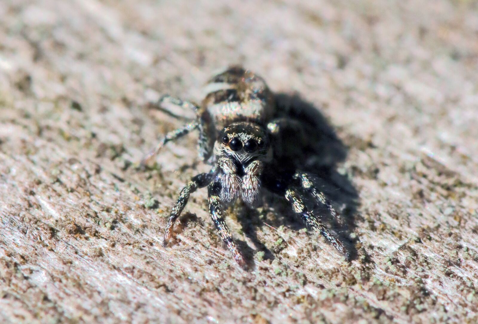 Canon EOS 80D sample photo. Jumping spider, spring, arachnid photography