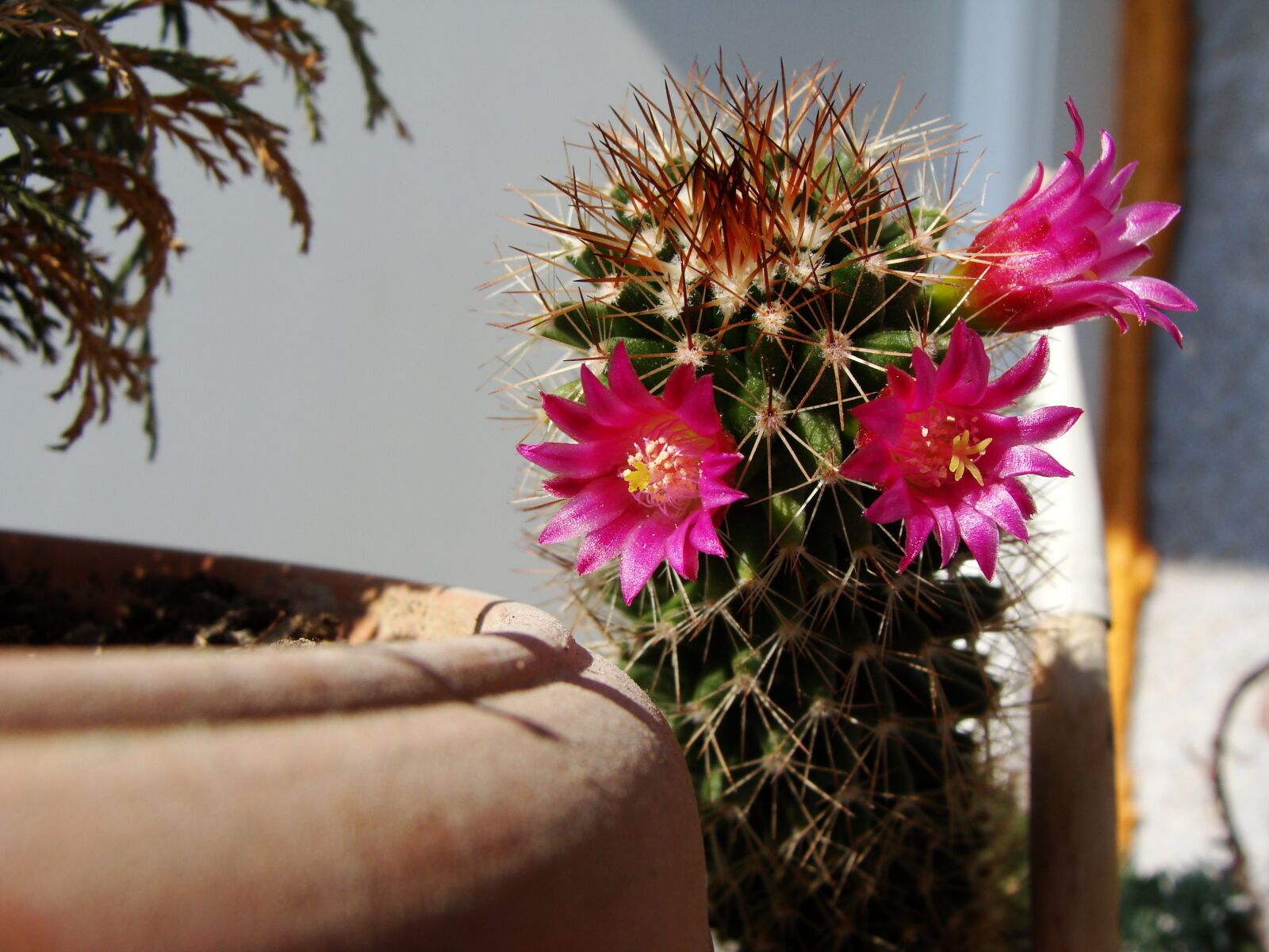 Sony Cyber-shot DSC-H10 sample photo. Cactus, bloom, cacti photography