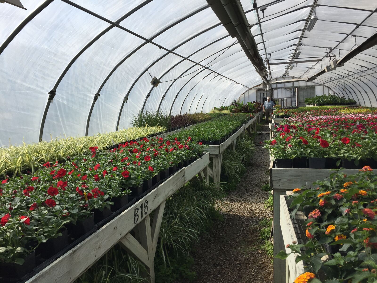 Apple iPhone 6 sample photo. Green house, flower, grow photography