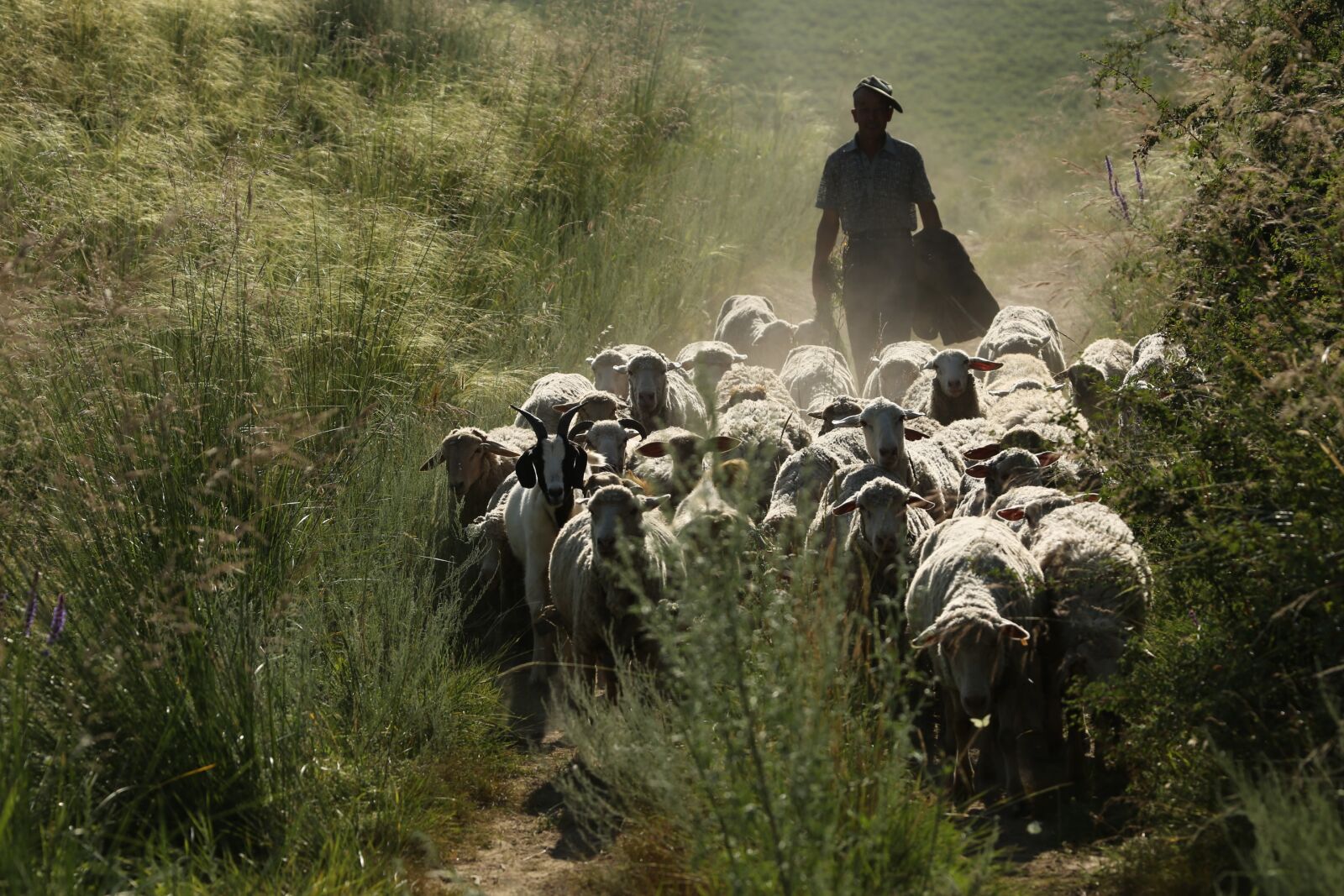 Canon EF 100-400mm F4.5-5.6L IS USM sample photo. In xinjiang, the flock photography